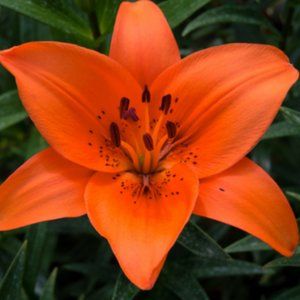 Meet your Posher, Lily
